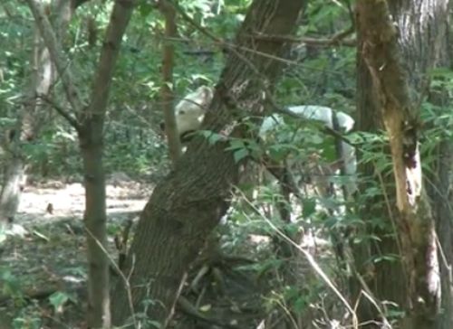 Кучето на убития Данаил Божилов е открито вързано за дърво до трупа му
