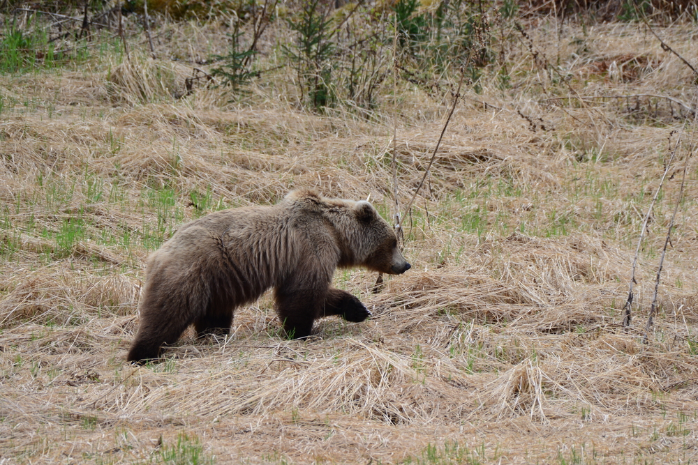 Японец отблъсна атакуваща мечка с удари от карате