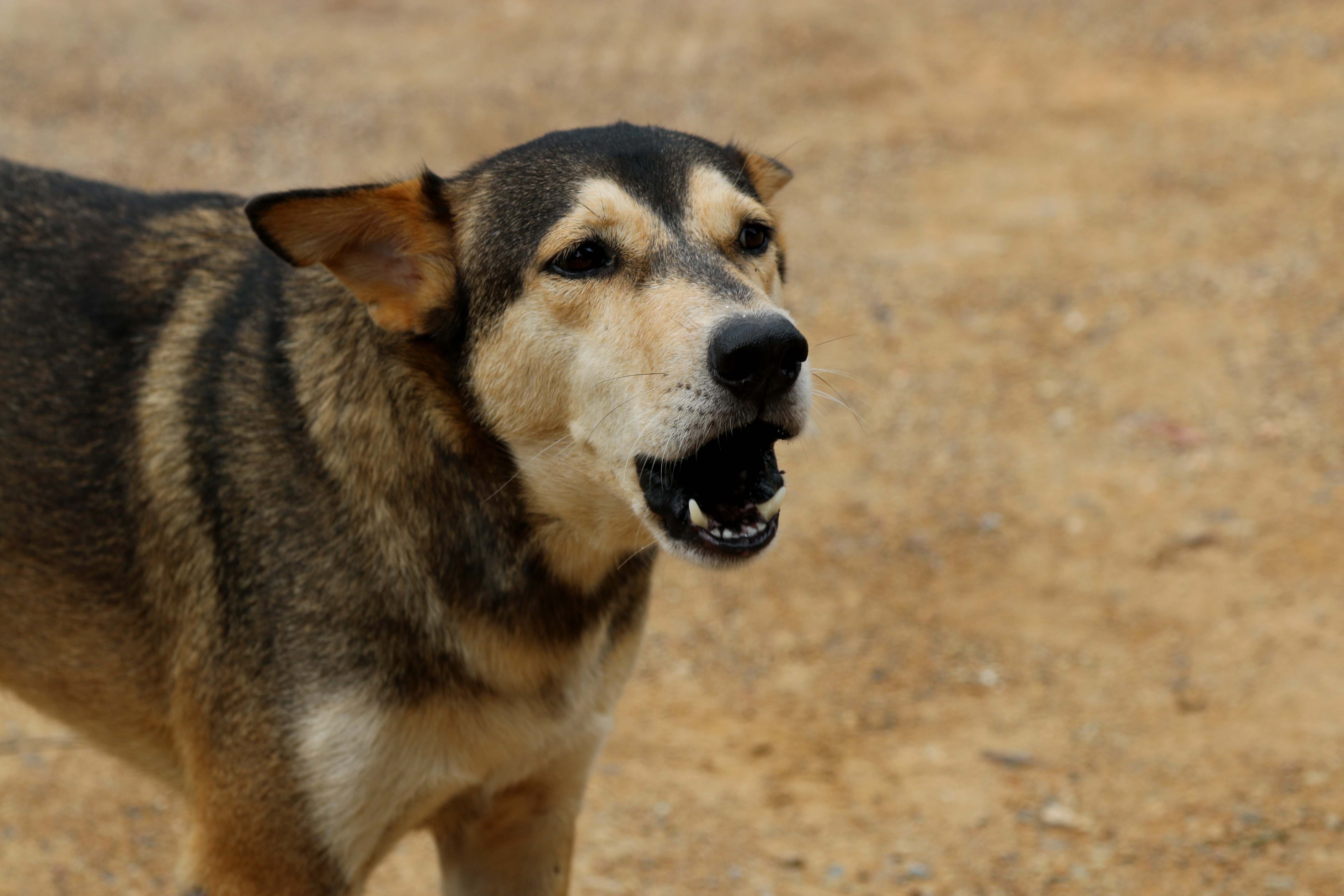 Кучета предотвратиха атентат в Нигерия