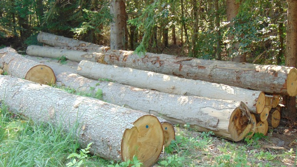Сдружение иска да бъде намалена цената на дървесината, засегната от върхов корояд