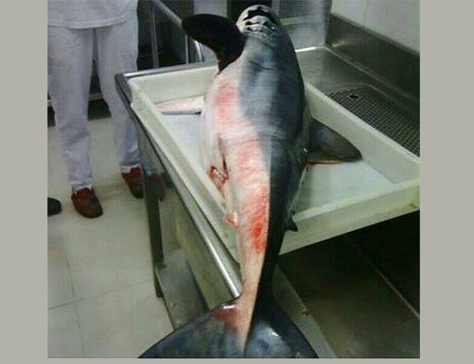 Акула с дължина 220 см, уловена в Черна гора