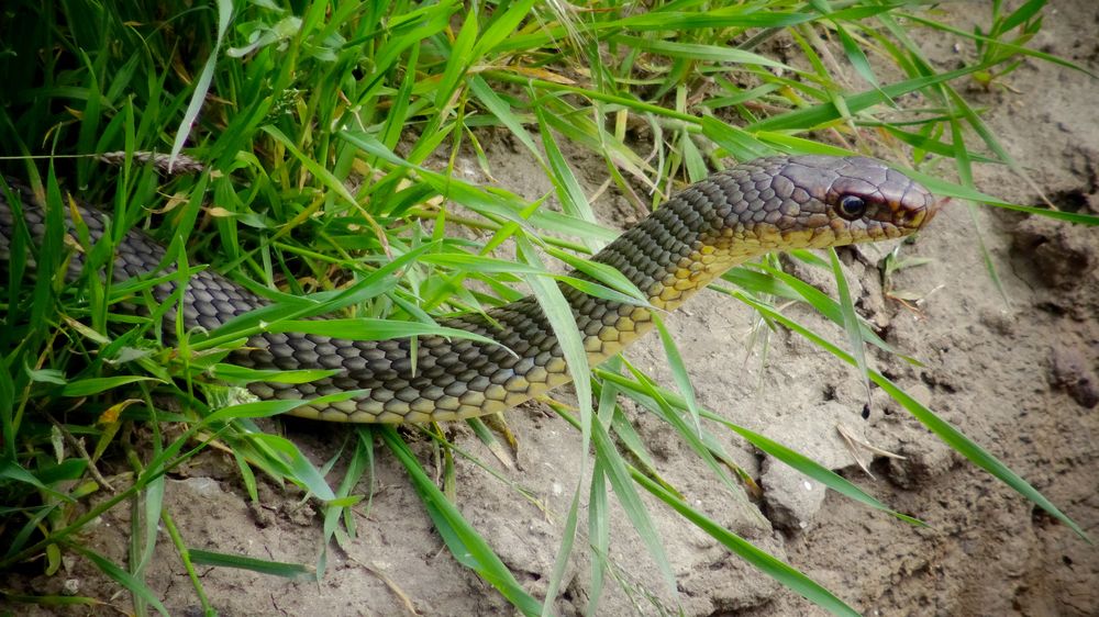 Змия с рекордна дължина над 2 м уловена край Бургас