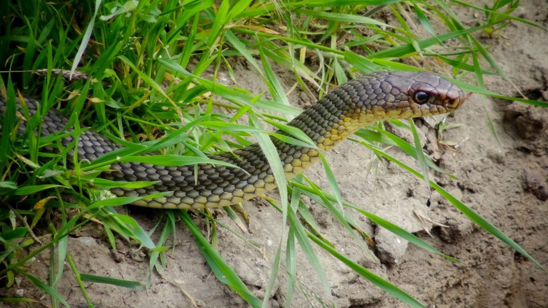 Смок дълъг метър и половина изненада неприятно служители в офиса