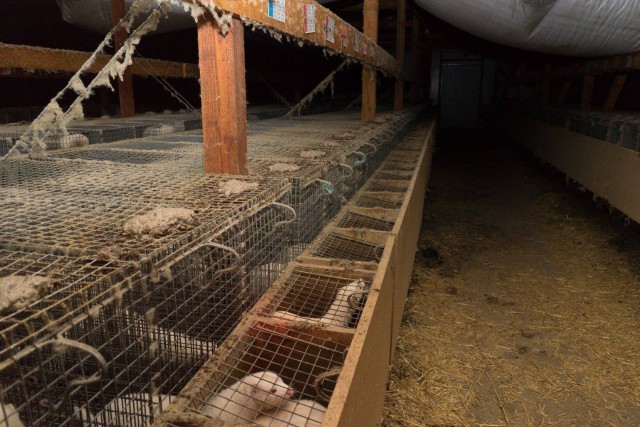 Видео показва животни в окаяно състояние във фермата за норки в с. Маджерито