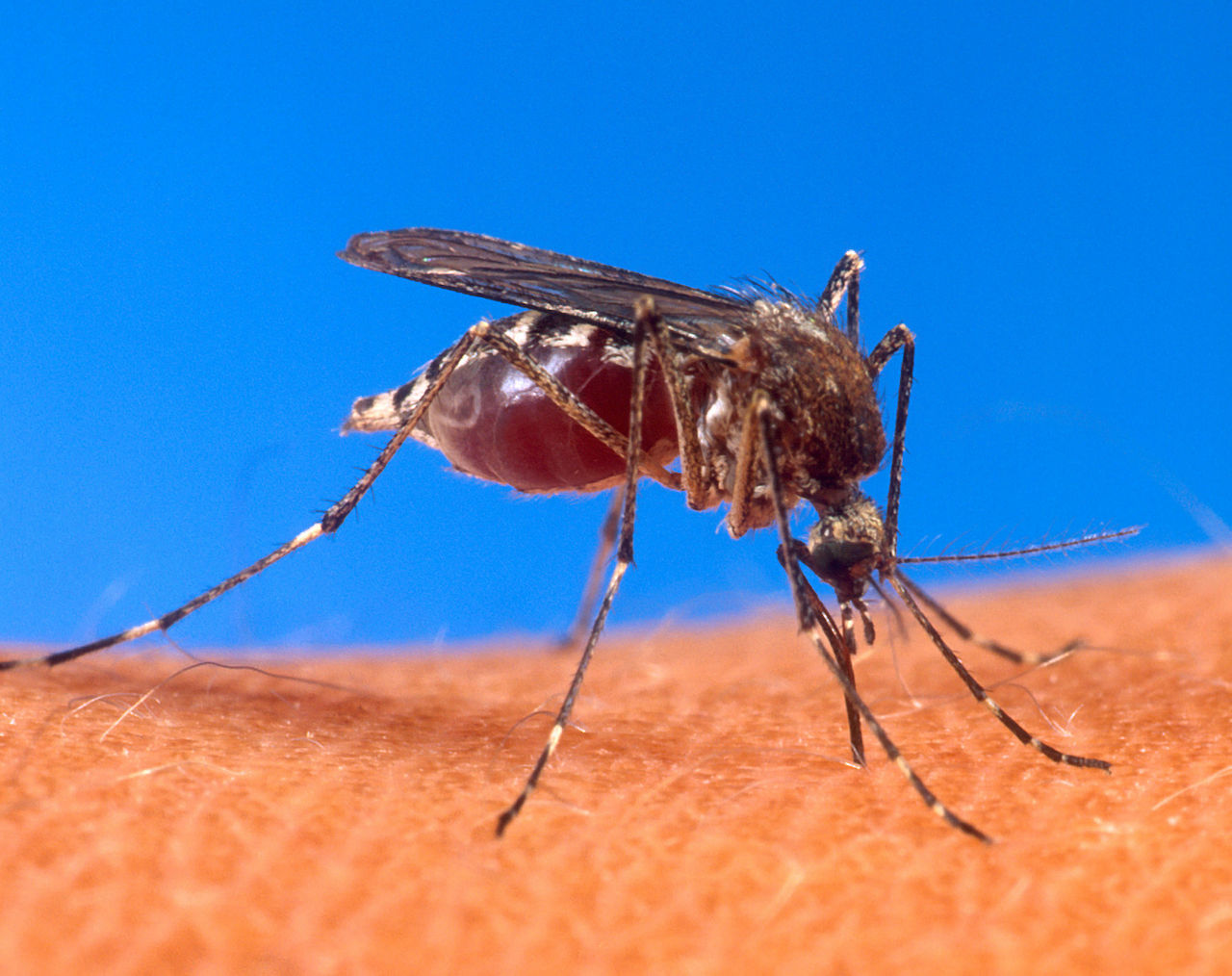 Вирусът Чикунгуня се пренася от комари предимно от род Aedes