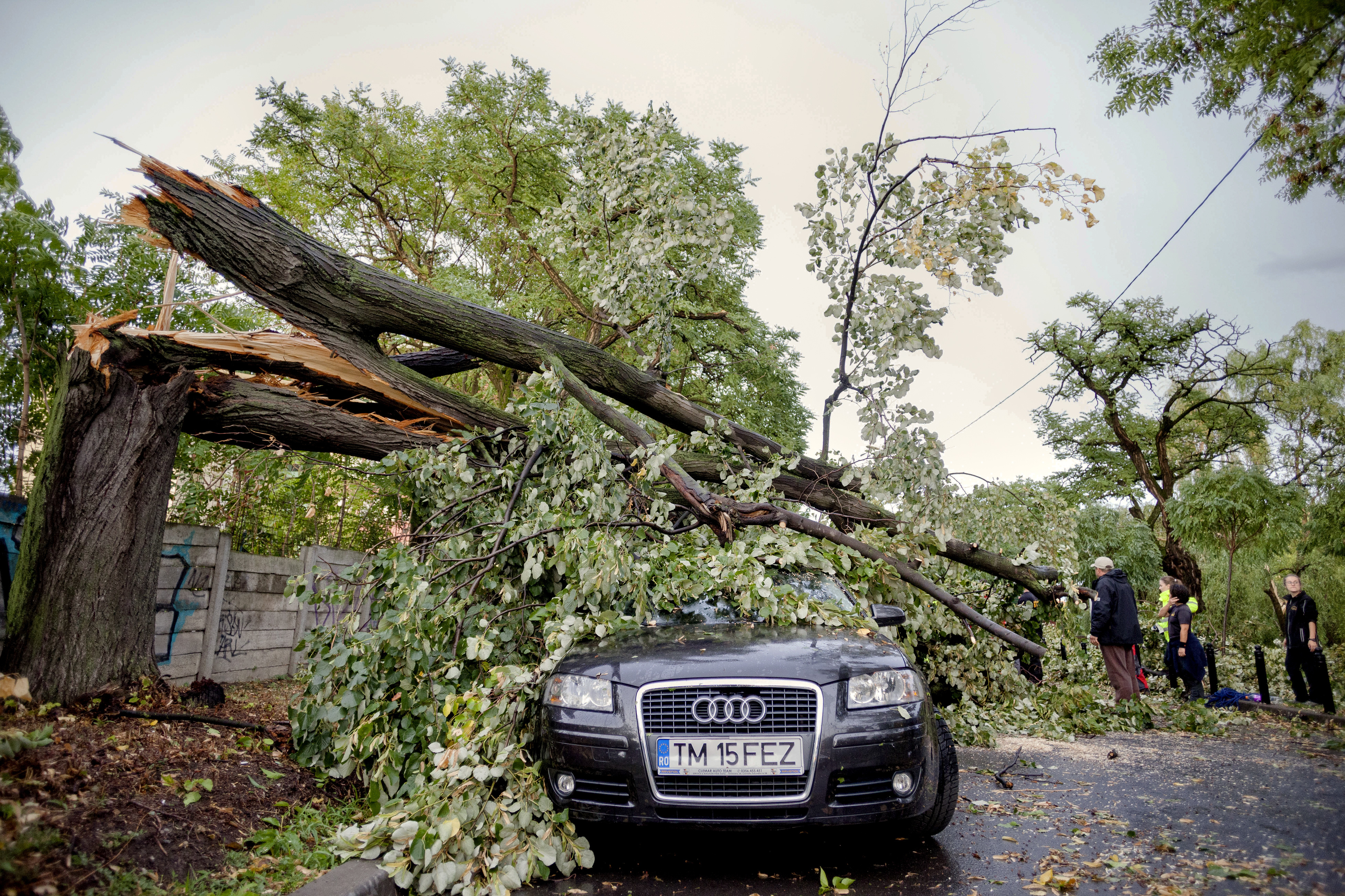 Буря събори дърво върху кола в Тимишоара