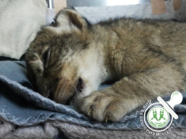 Едно от стъпканите новородени лъвчета в зоопарка в Разград