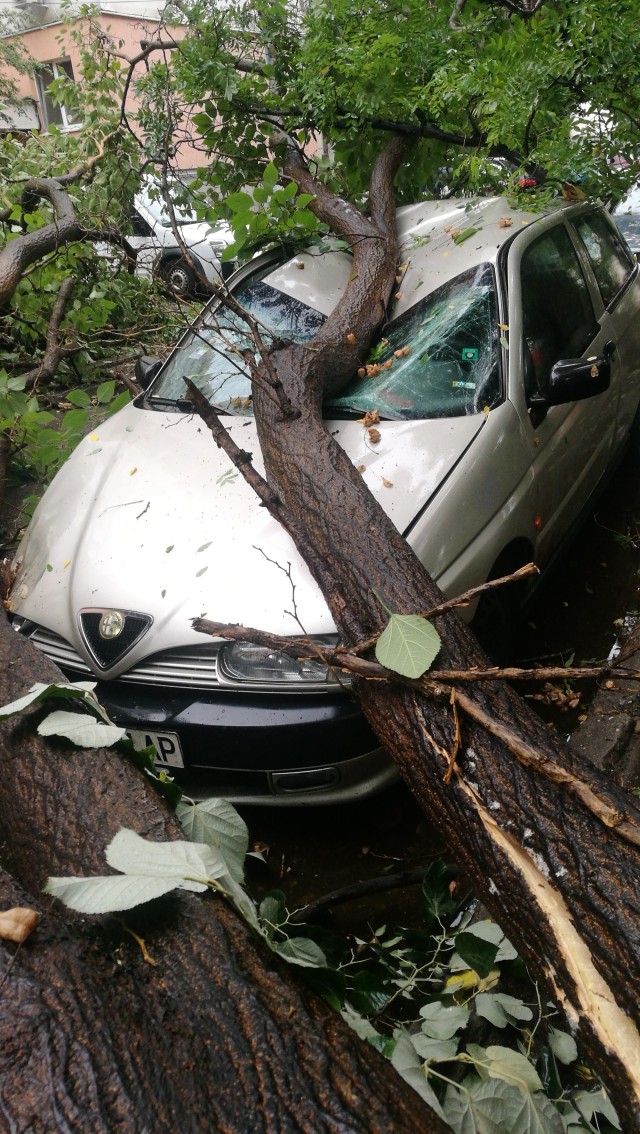Дърво падна върху паркирани коли в Пловдив