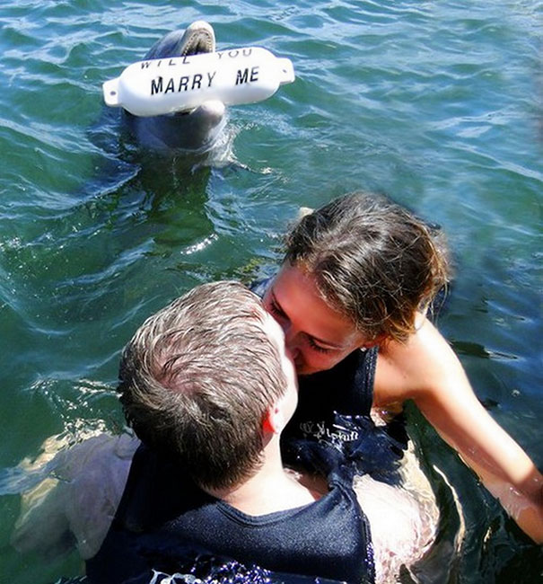 Кой би могъл да откаже на предложение за брак от... делфин