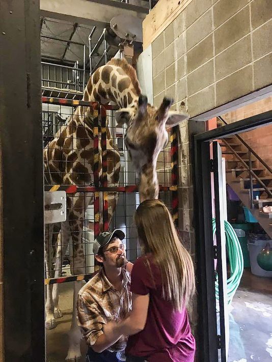 Американец предложи брак на любимата с помощта на жираф