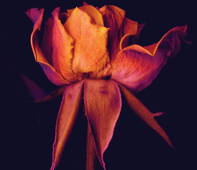 "Вездесъщият" грабна Златна роза 2017