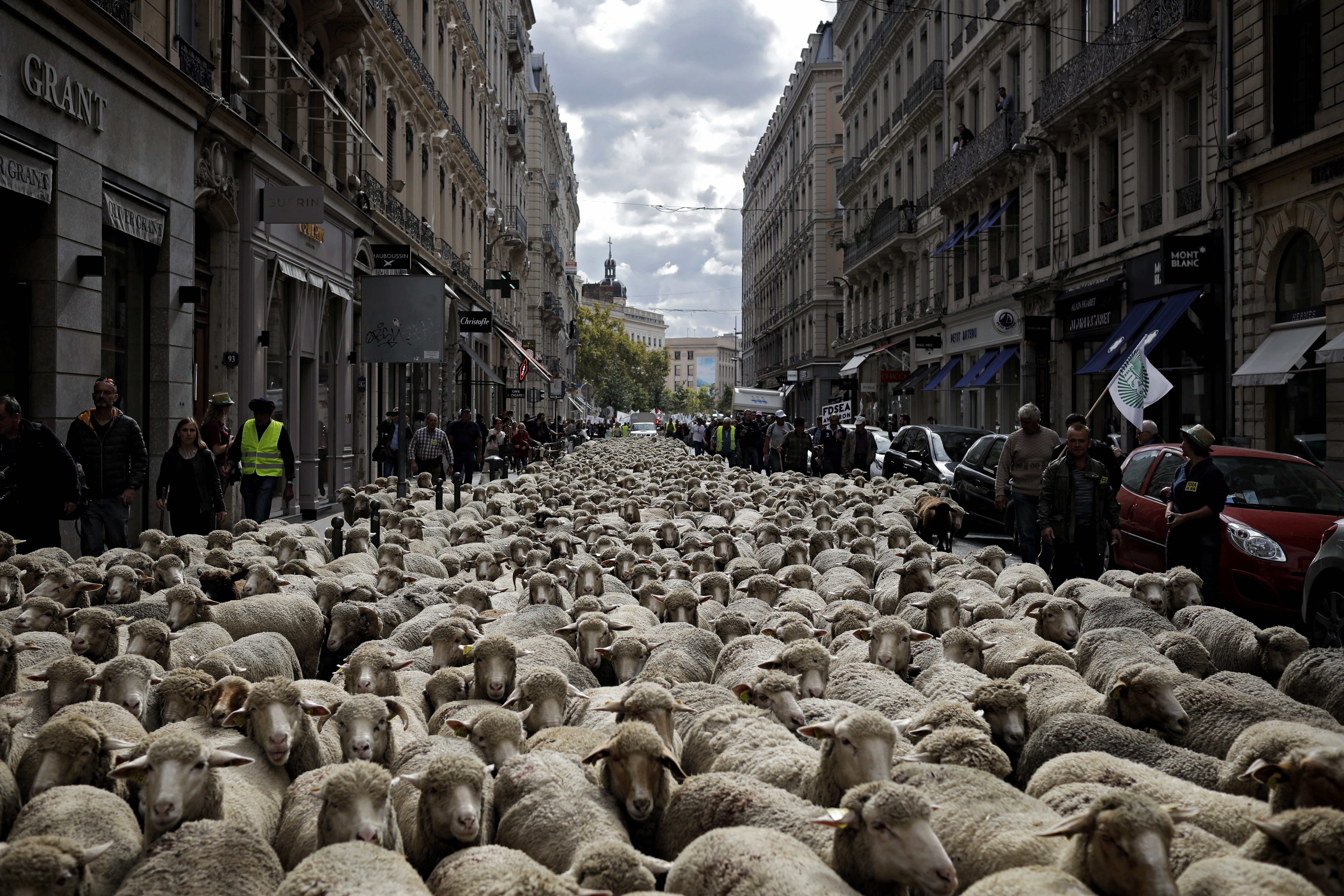1200 овце на протест срещу вълците (снимки)