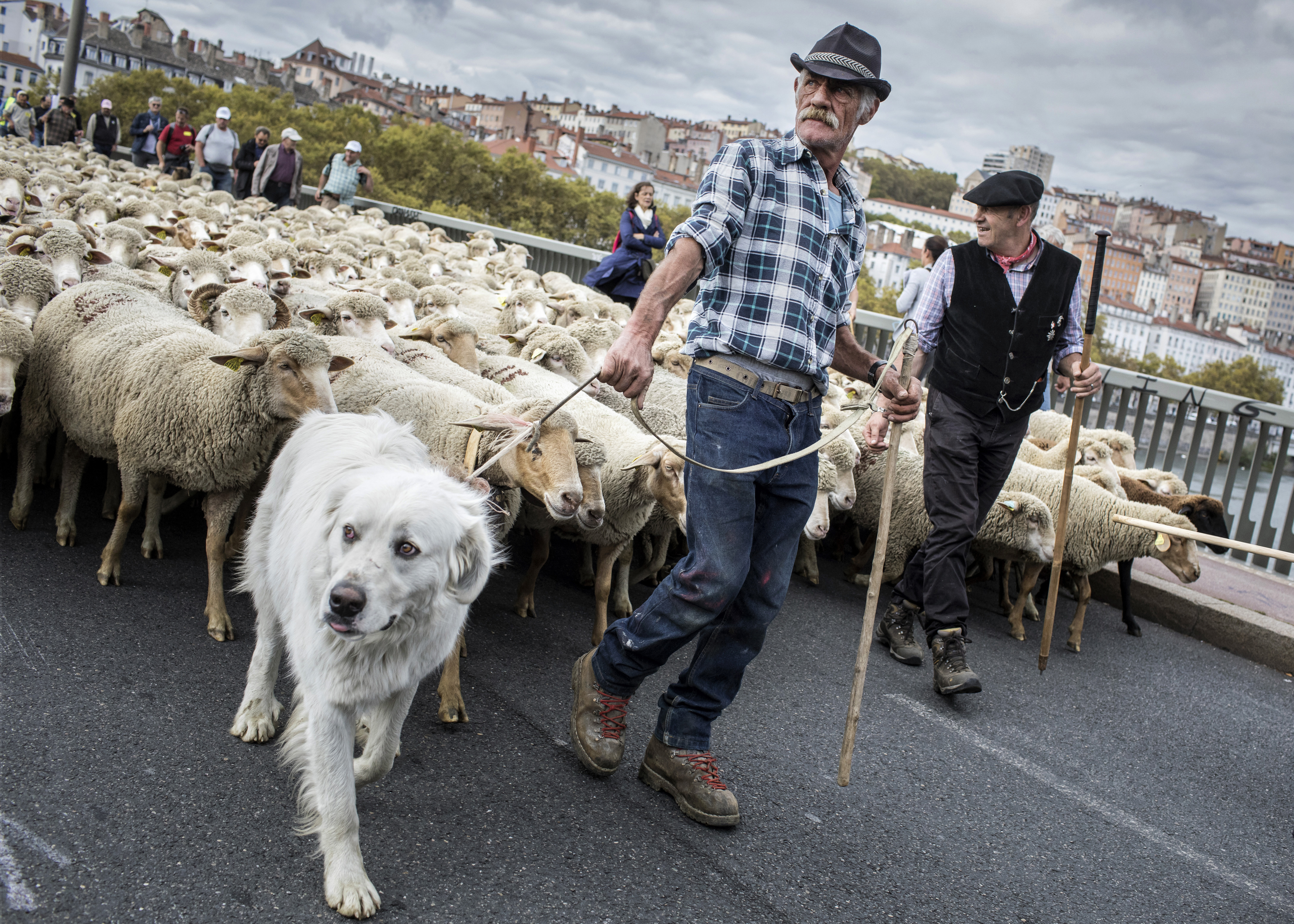Овцете по улиците на Лион