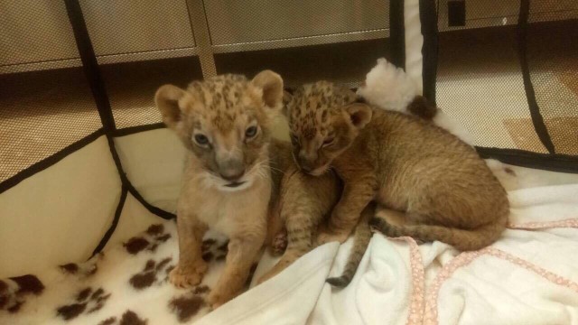 Лъвчетата Терез и Масуд са само на 2 месеца