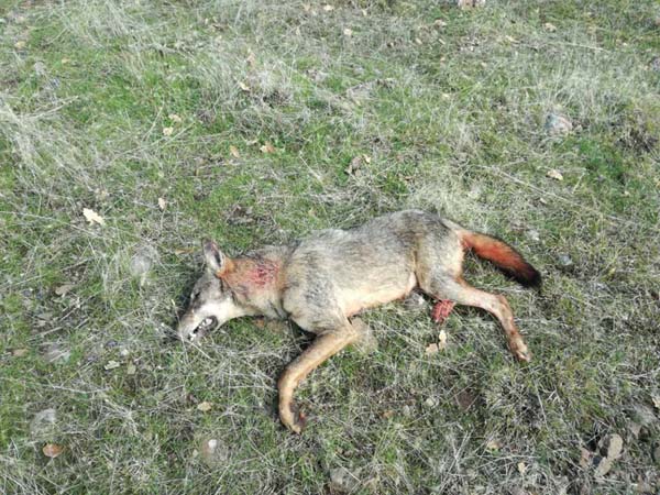 Войната на нановишките ловци с вълците продължава