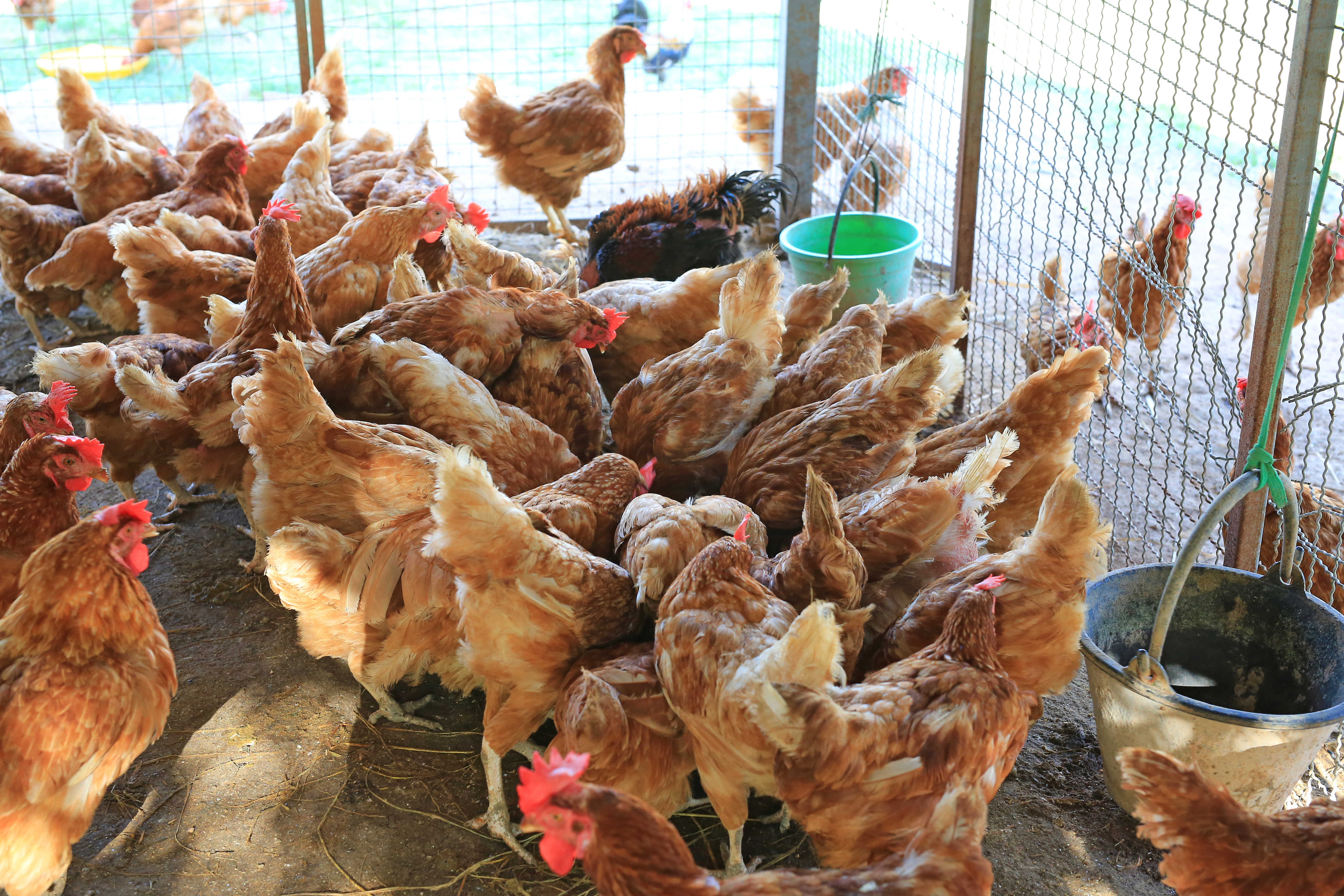 Макдоналдс иска по-добри условия за отглеждане на пилетата