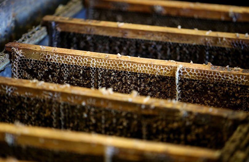 Пчели за над 1 милион долара пострадаха при катастрофа
