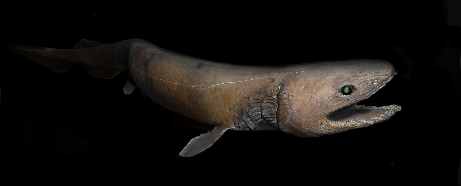 Уловиха праисторическа мантиева акула
