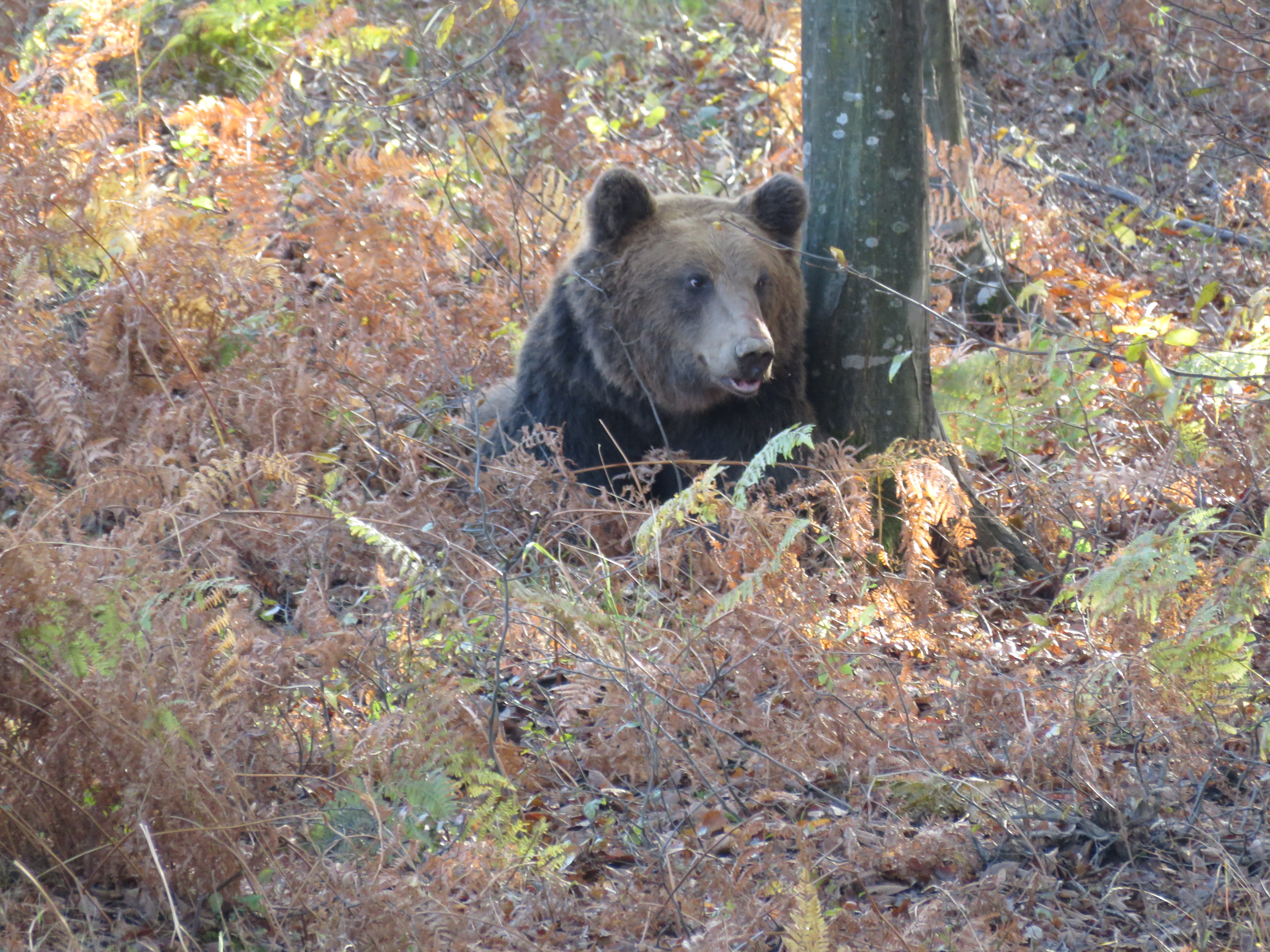 Сложиха GPS на 200-килограмовия мечок Цветан