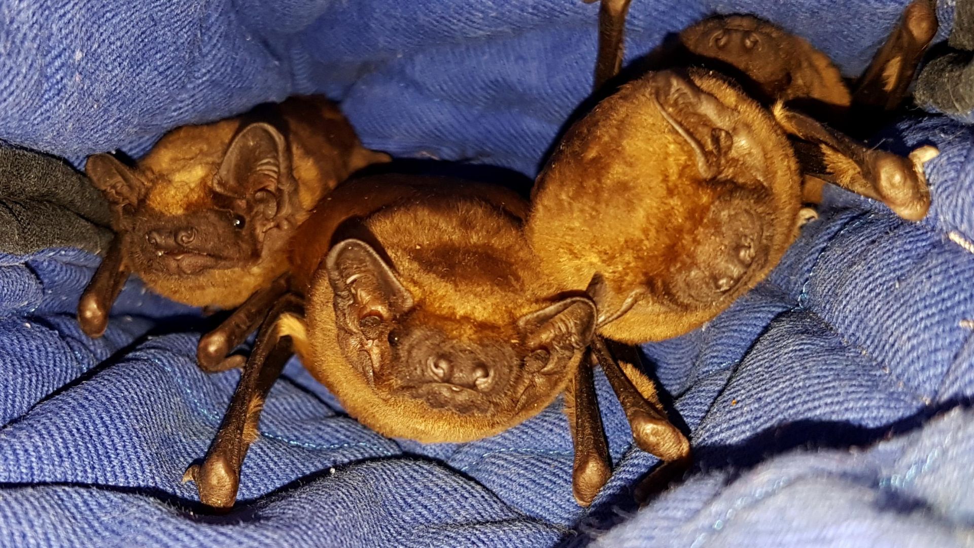 Второто за София събитие част от 23 та Европейска нощ на