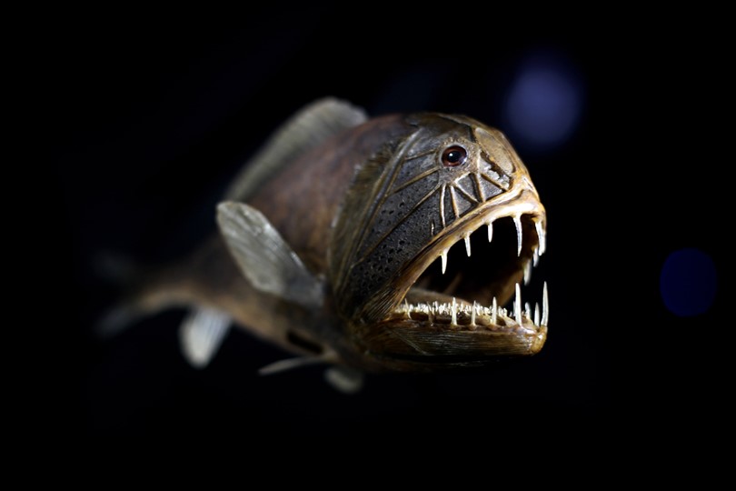 Попадащите в реките антидепресанти правят рибите агресивни