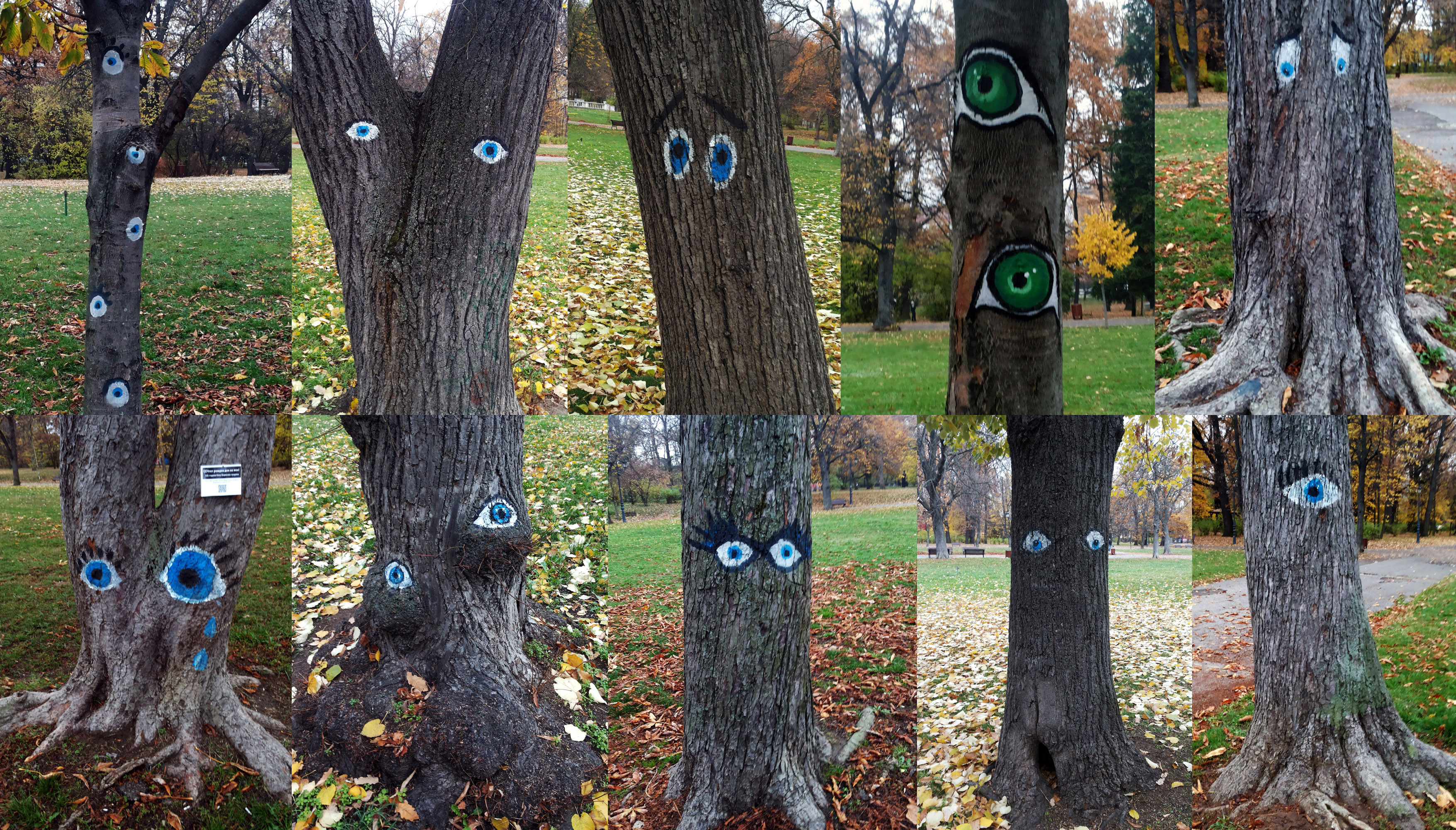 Очи по дървета в Борисовата градина срещу сеч