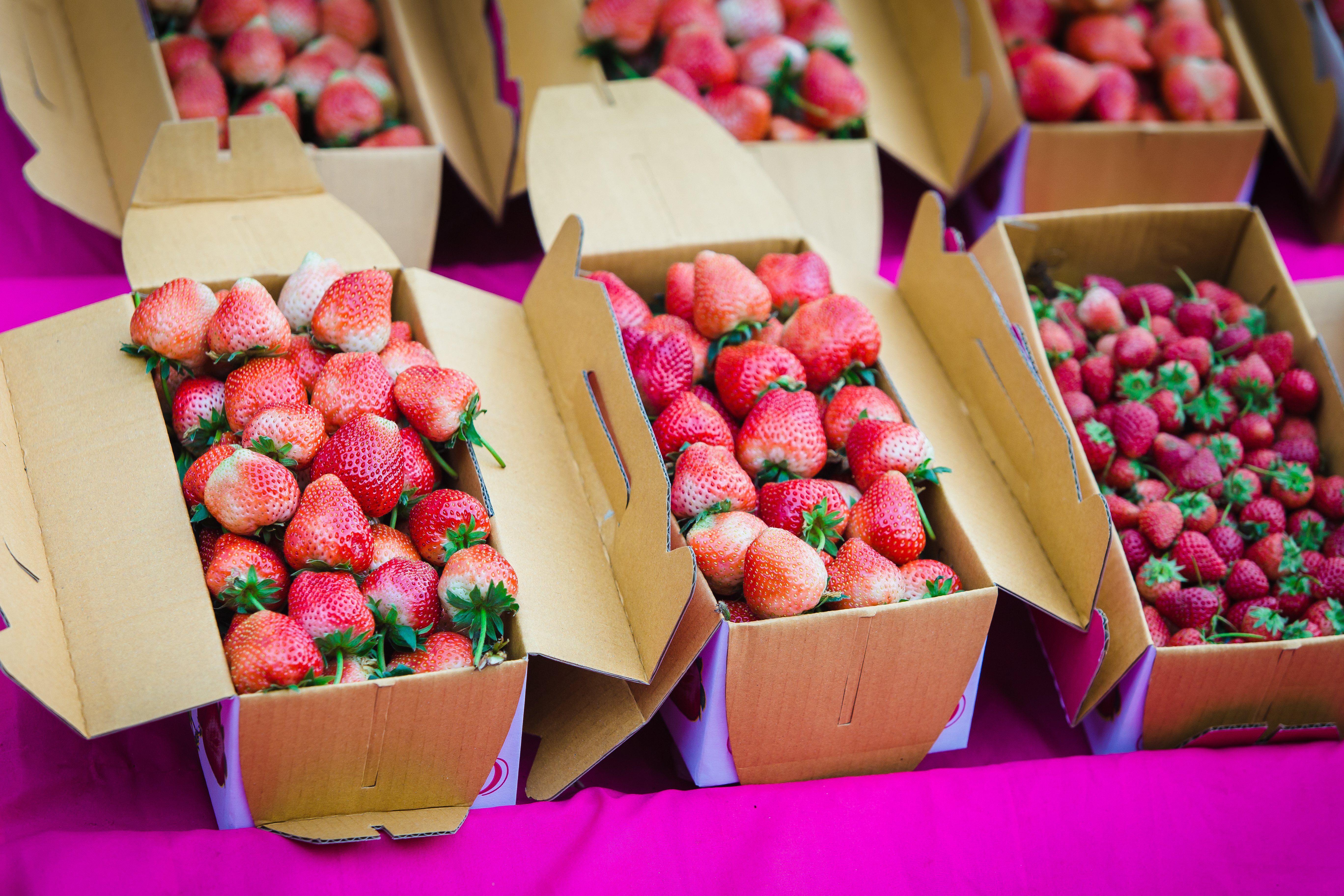 Набират 800 работници за бране на ягоди в Испания