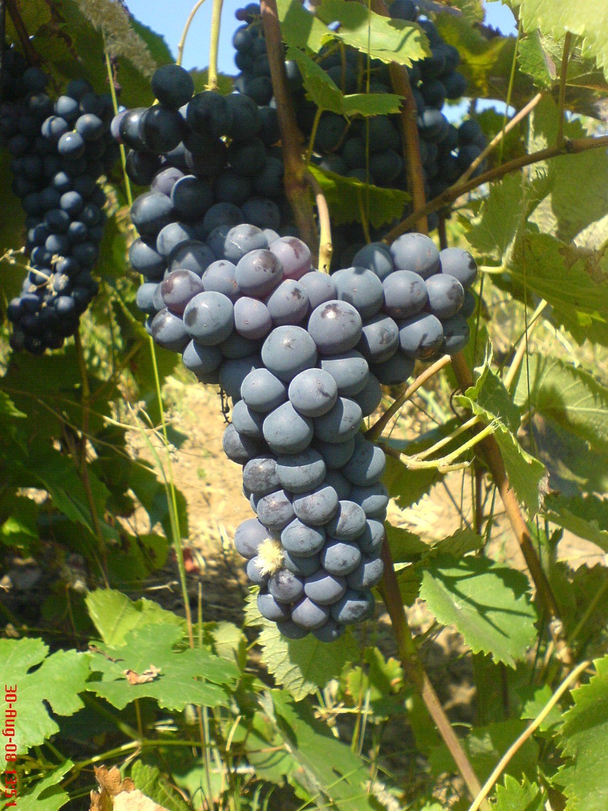 Типичен грозд от сорта Гъмза с две крила