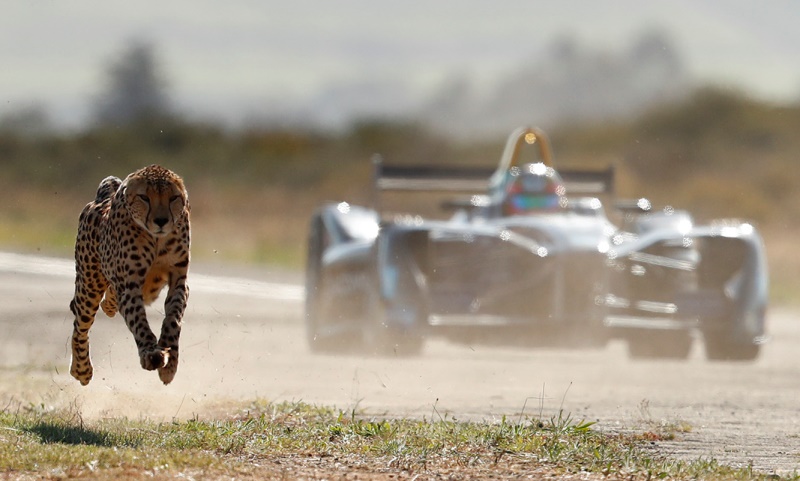 Кой е по-бърз - болид от Formula E или гепард?