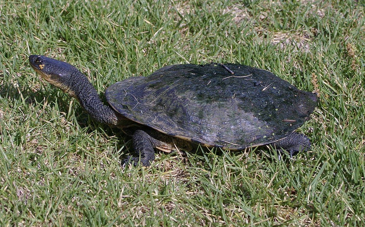 Европейските блатни костенурки имат статут на ”полузастрашен вид” и са в Червения списък на световнозастрашените видове