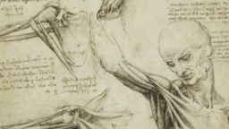Анатомичните рисунки на Леонардо да Винчи   