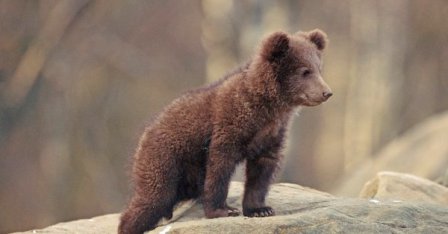 ДиКаприо и Лето загрижени за Банско