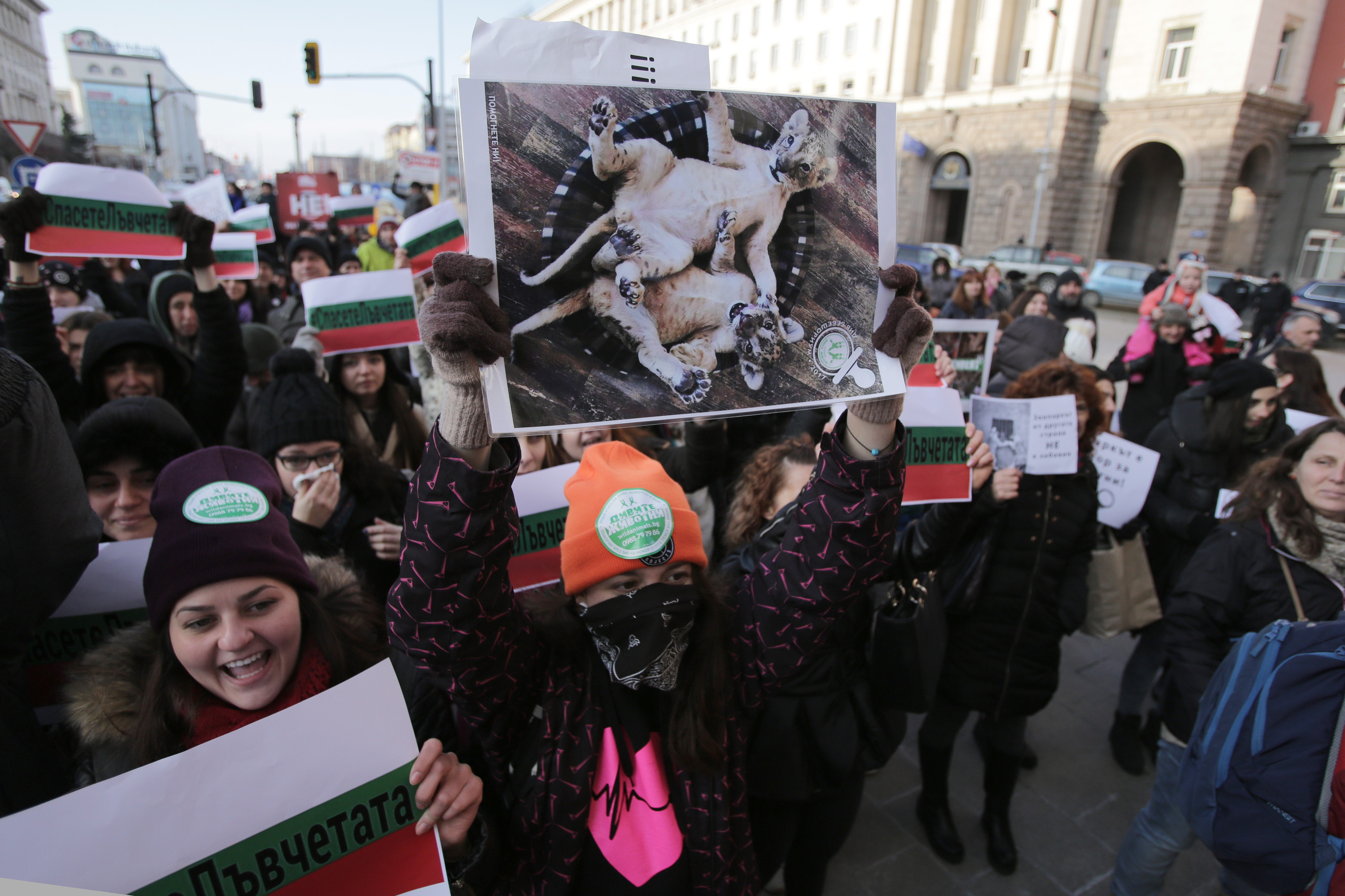 Пред сградата на Министерски съвет се проведе протест в защита на лъвчетата Терез и Масуд