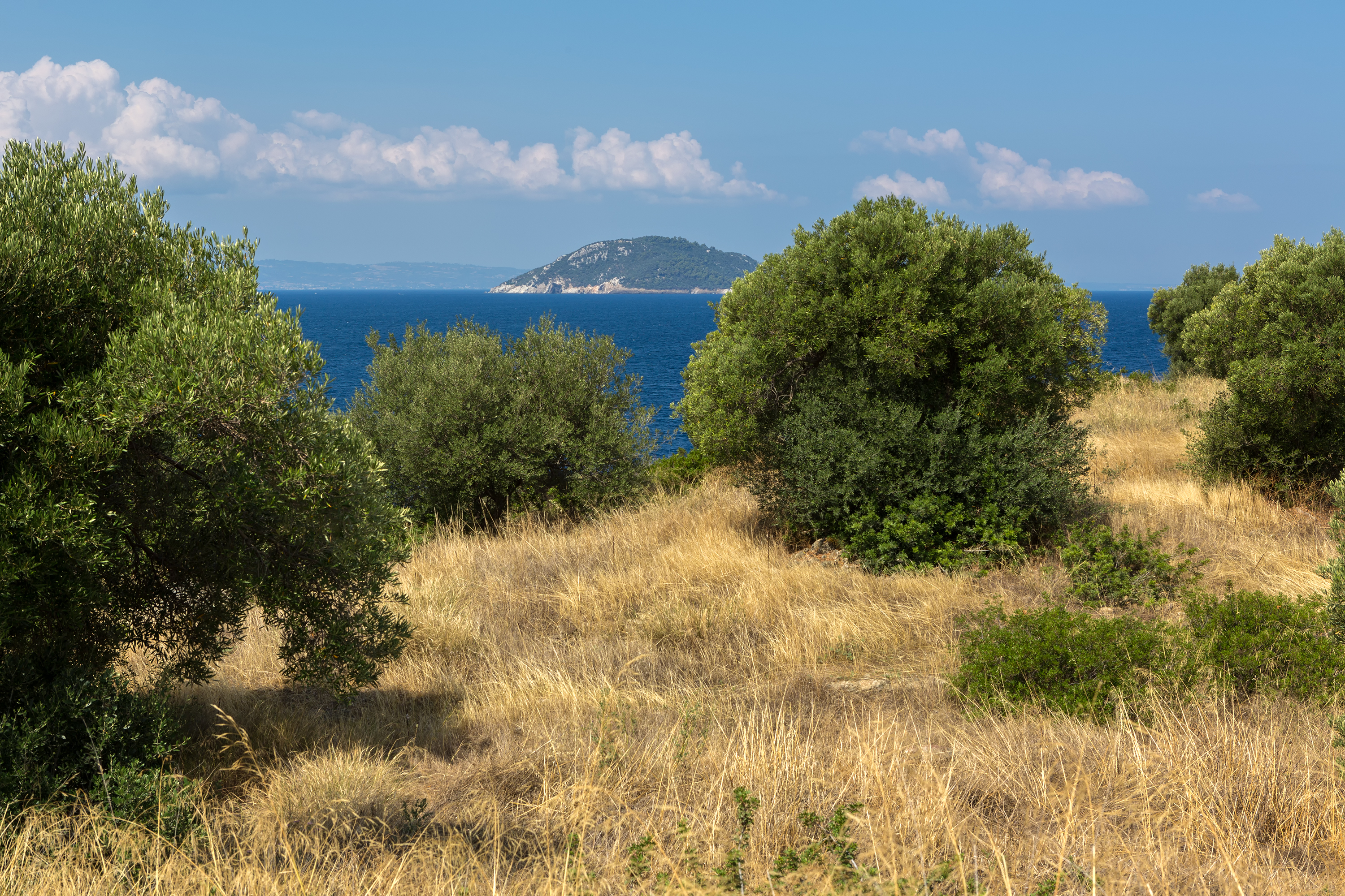 Районътна гр. Гемлик е известен с маслиновите си дървета