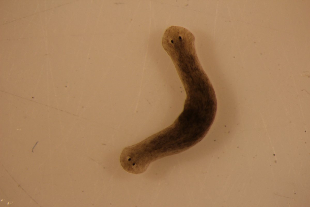 Двете глави на червея са разположени в двата му края