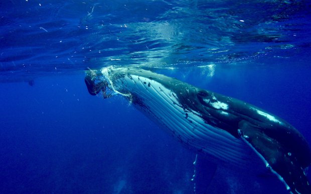 Гърбат кит спаси жена от акула (видео)