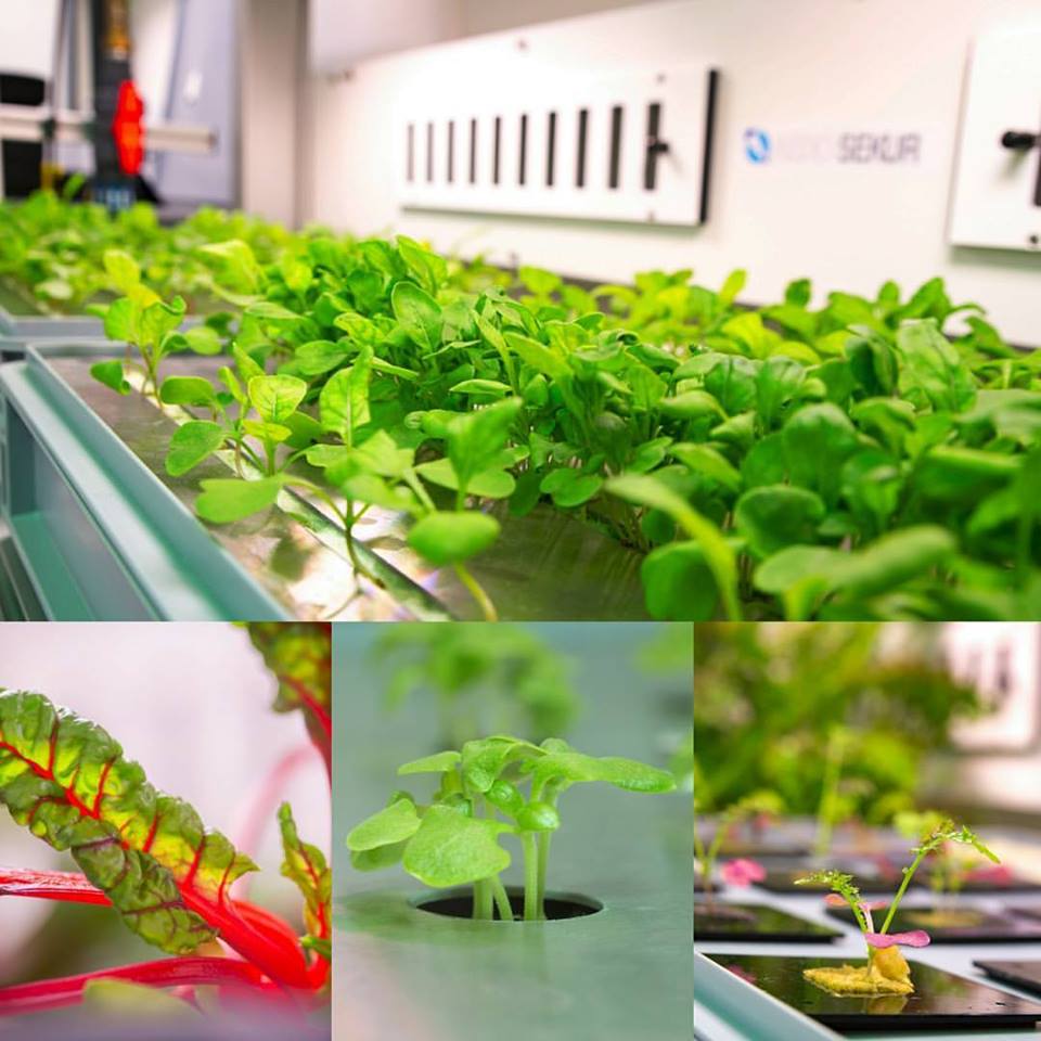 Така изглежда оранжерията