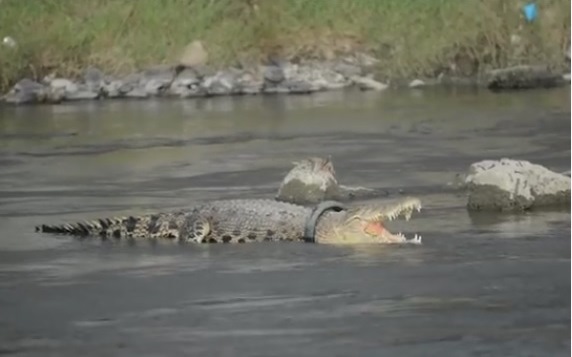 Крокодил живее с автомобилна гума около врата си
