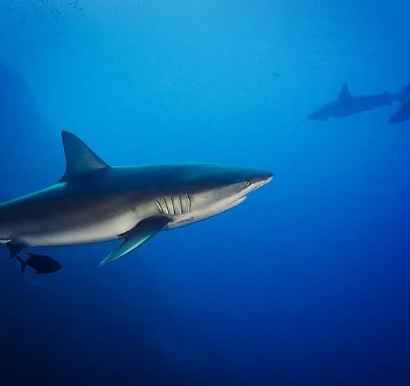 Александра Раева снима ѝ акули в непосредствена близост