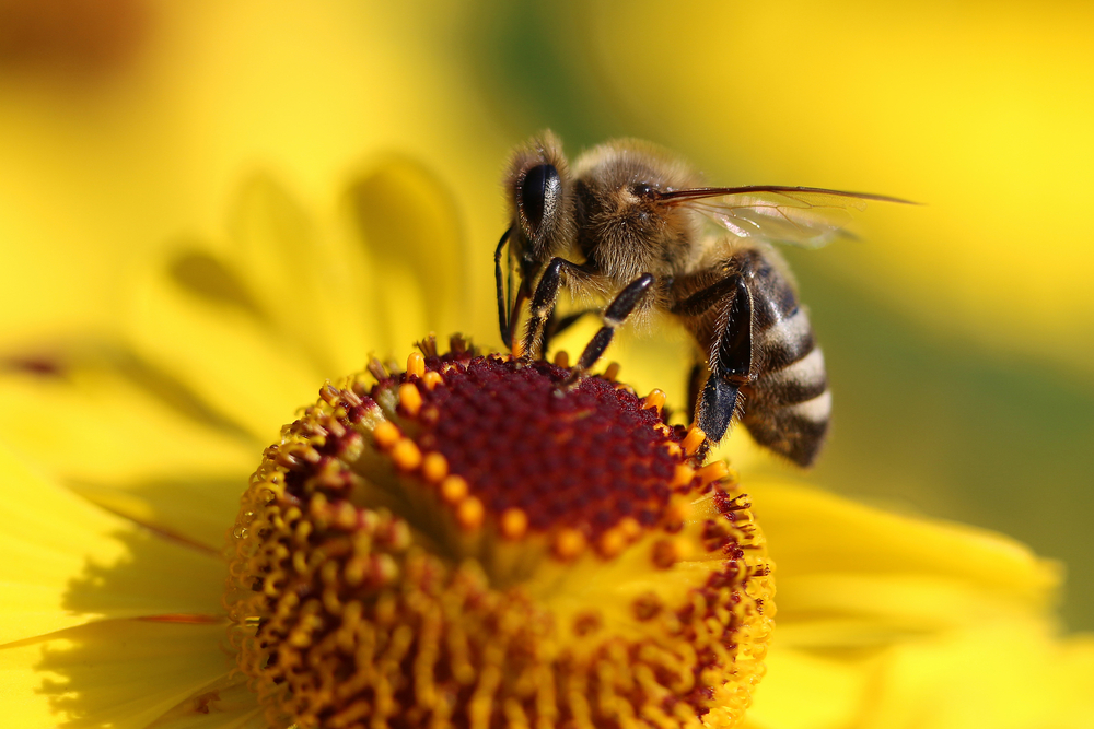 Избиха близо 200 000 руски пчели в САЩ