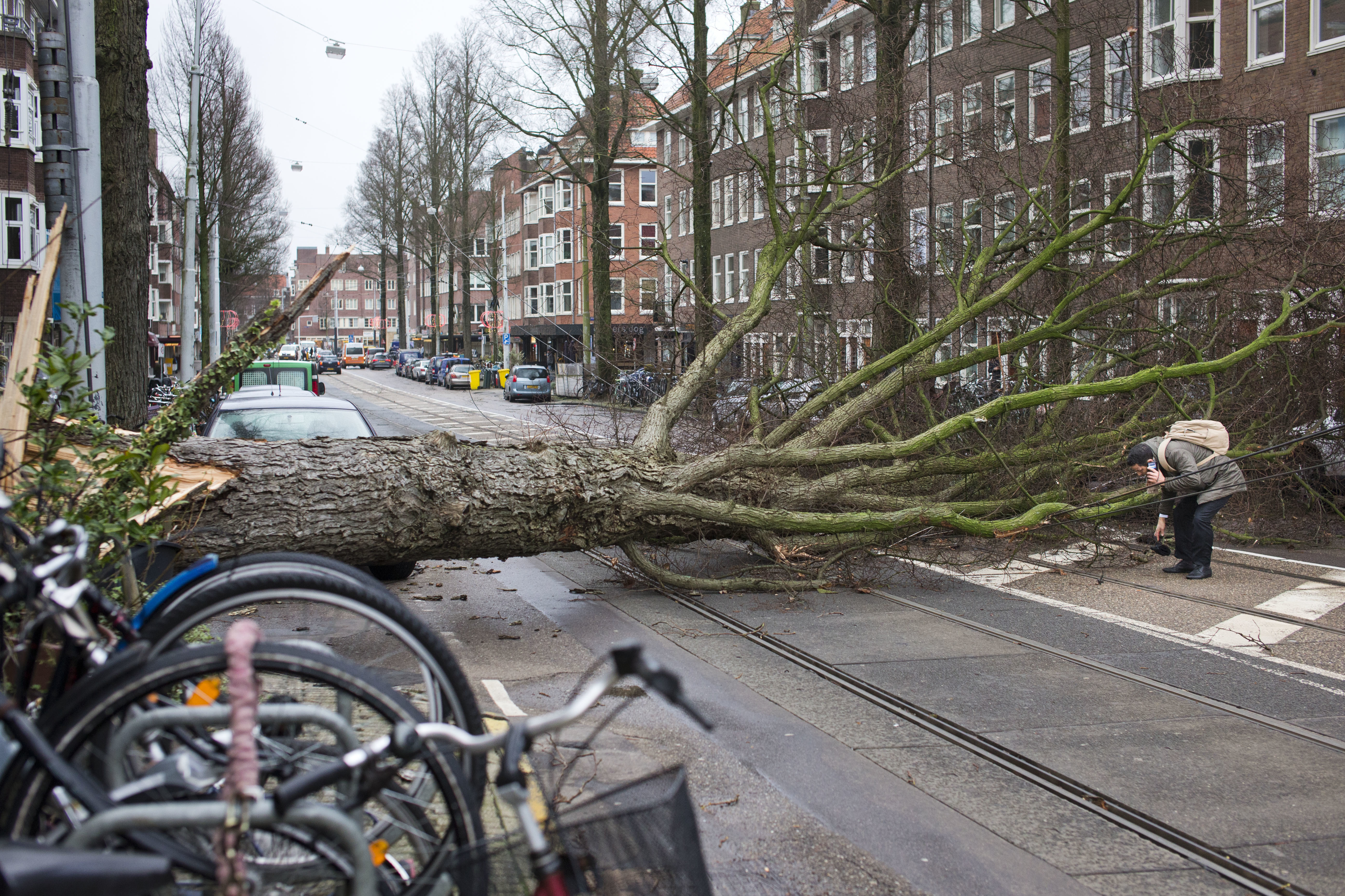 Бурята е съборила дърво на улица в Амстердам