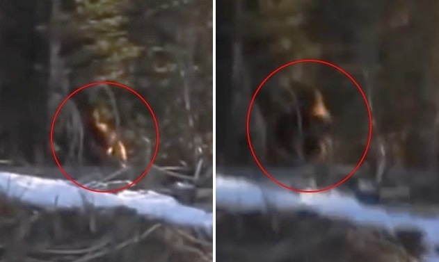 Заснеха Йети в горите на Канада (Видео)