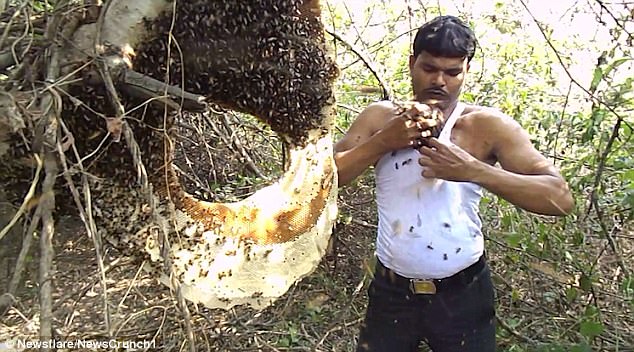 Индиец приюти цял рояк пчели под потника си (видео)