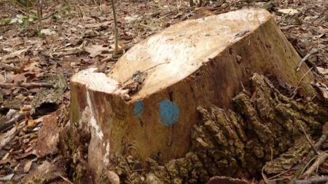 В Борисовата градина отсякоха дървета, маркирани за кастрене