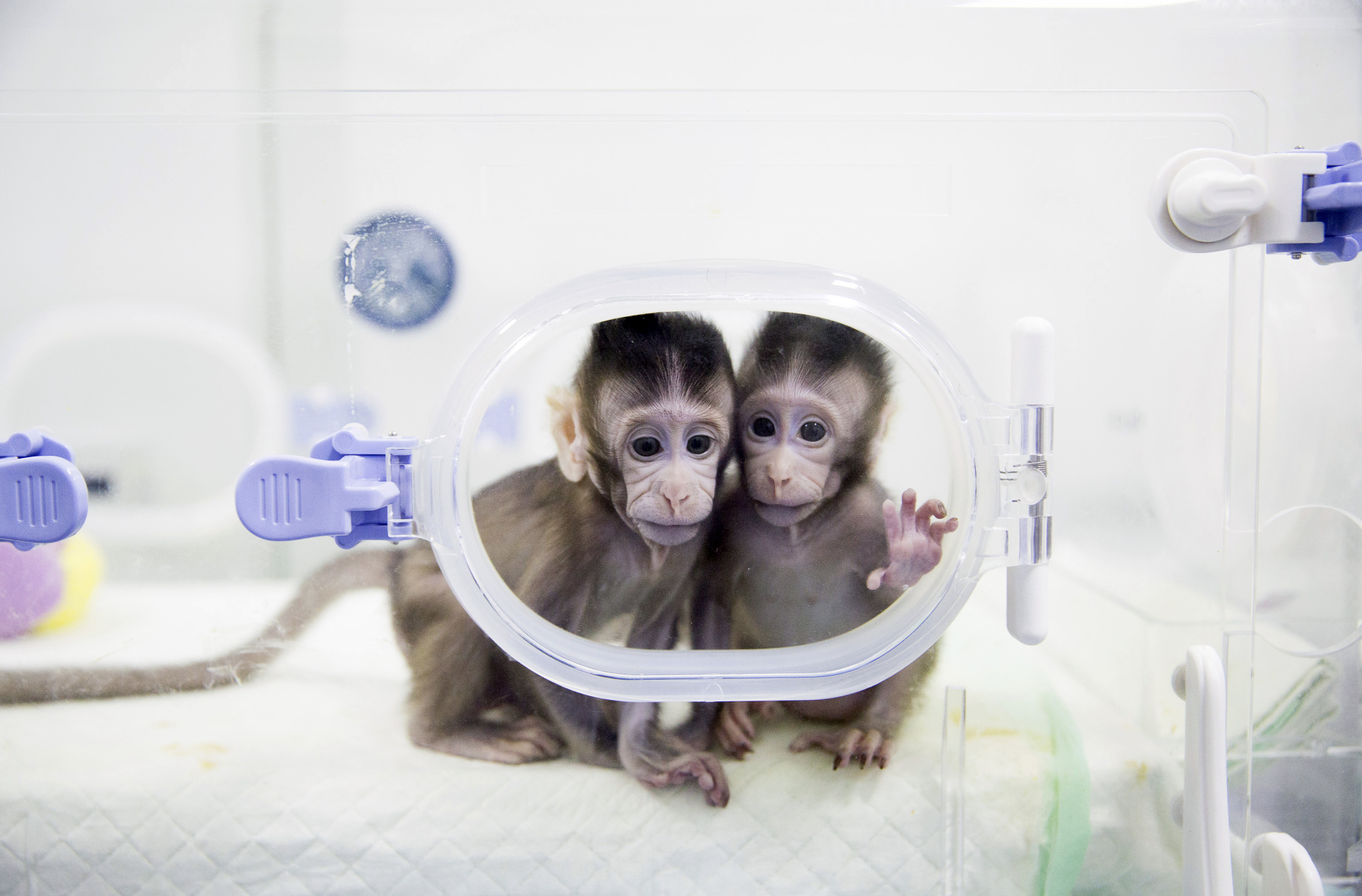 Китайски учени успяха да клонират маймуни