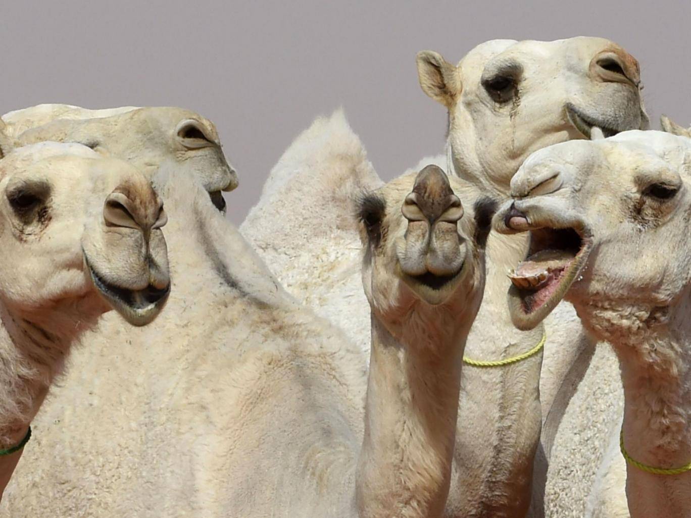 Отстраниха 12 камили от конкурс за красота