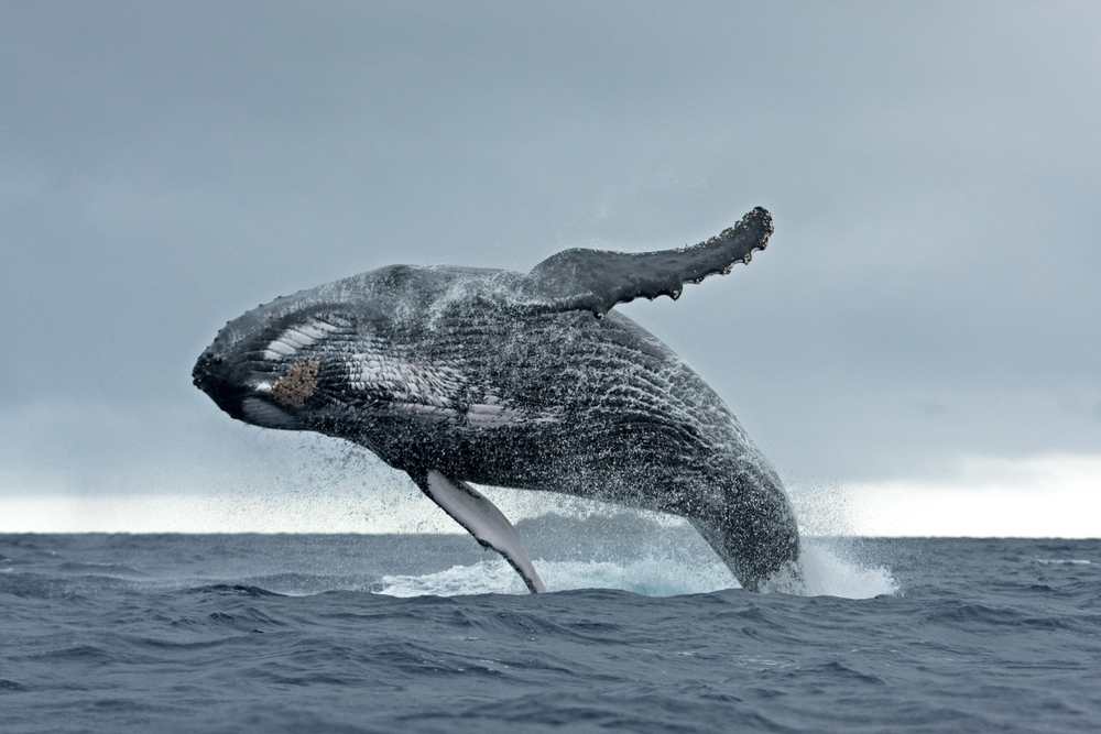 Китовете са огромни бозайници и обикновено не са агресивни