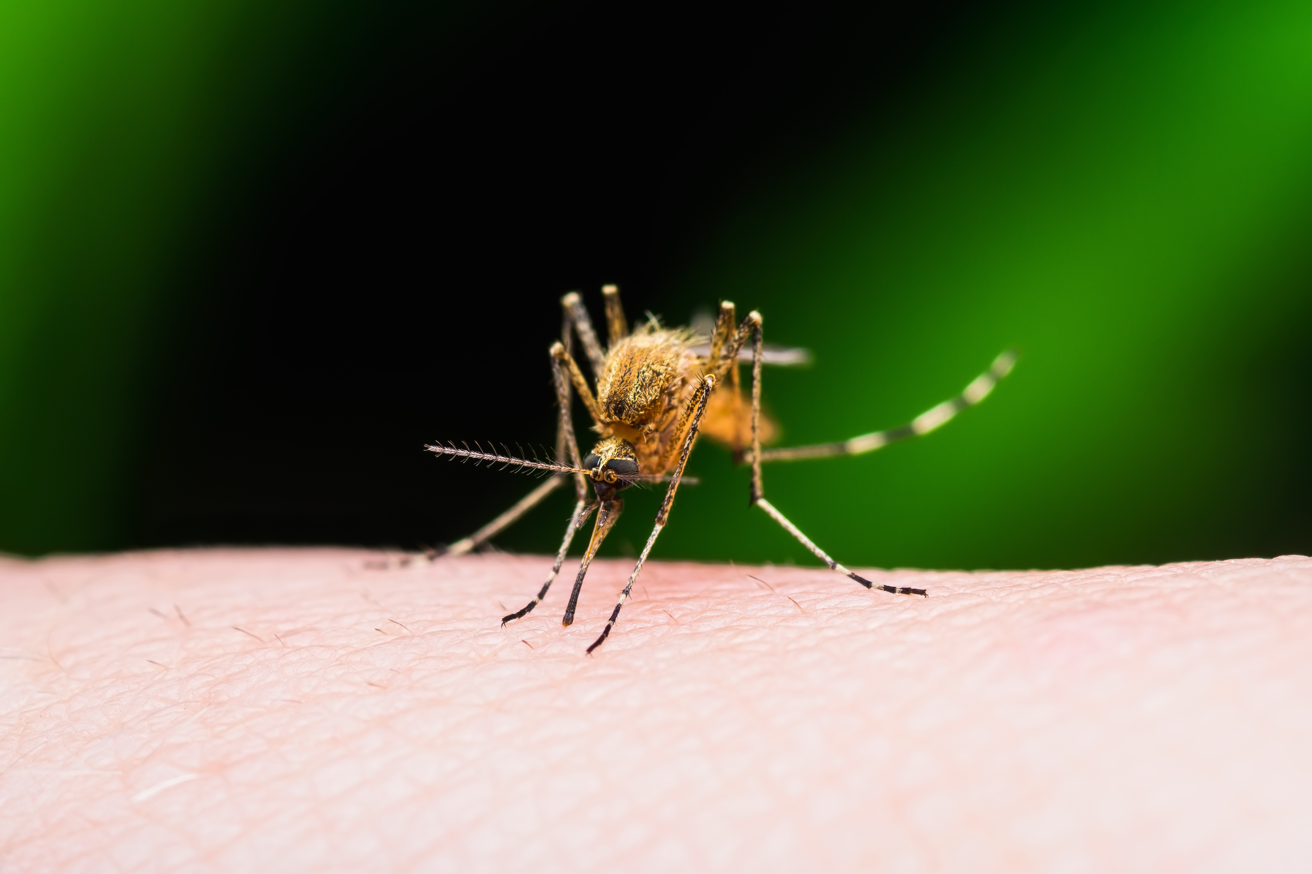 Вирусът зика се пренася основно от тропически комари