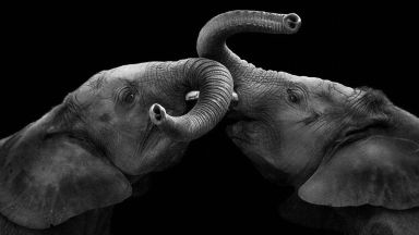 Можете ли да обичате като слон?