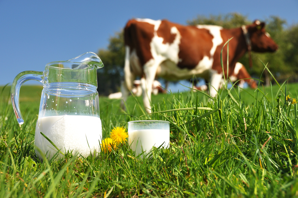 Ссъдържанието на общия брой микроорганизми в млякото е над пределно допустимите норми
